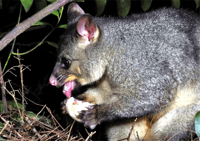 Possum Trap: Essential Do's and Don'ts for Success – Possum Piper